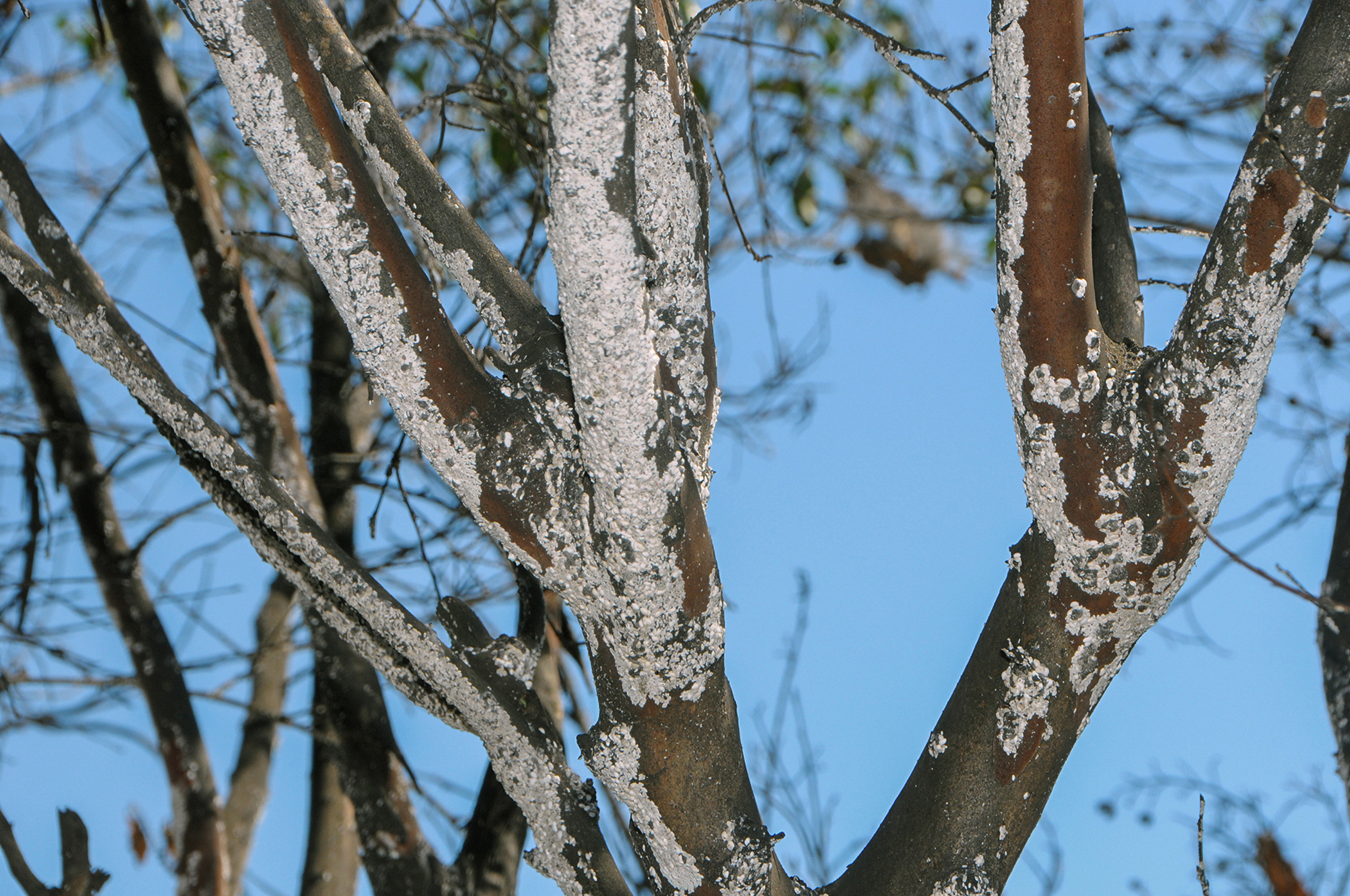 Crape myrtle branches with a white, powdery substance covering most of the branches.